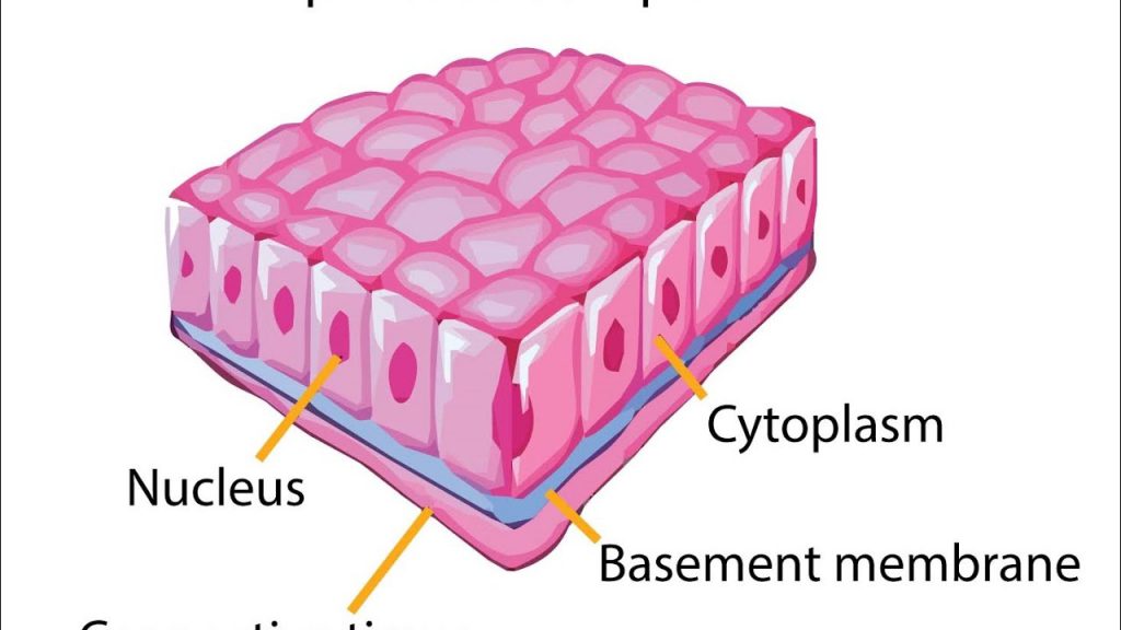 Тъкани в човешкото тяло by Grozdenka Stankova- Vlahova - Ourboox.com