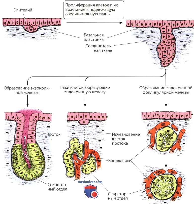 Тъкани в човешкото тяло by Grozdenka Stankova- Vlahova - Ourboox.com