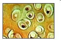 Тъкани в човешкото тяло by Grozdenka Stankova- Vlahova - Ourboox.com