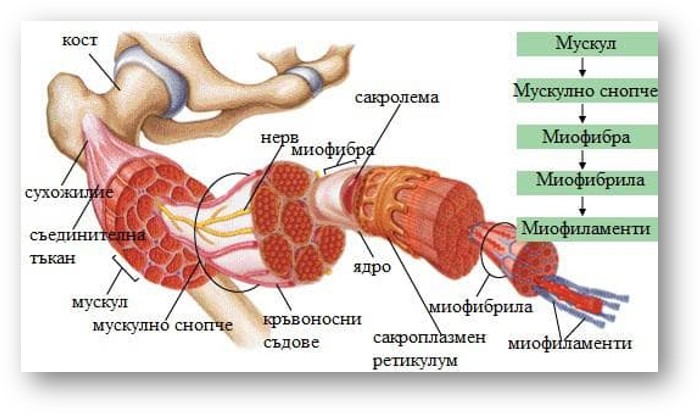 Тъкани в човешкото тяло by Grozdenka Stankova- Vlahova - Ourboox.com