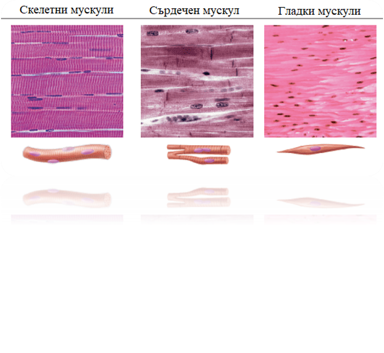 Тъкани в човешкото тяло by Grozdenka Stankova- Vlahova - Ourboox.com