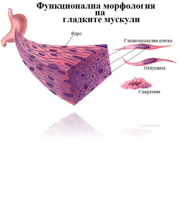 Тъкани в човешкото тяло by Grozdenka Stankova- Vlahova - Ourboox.com