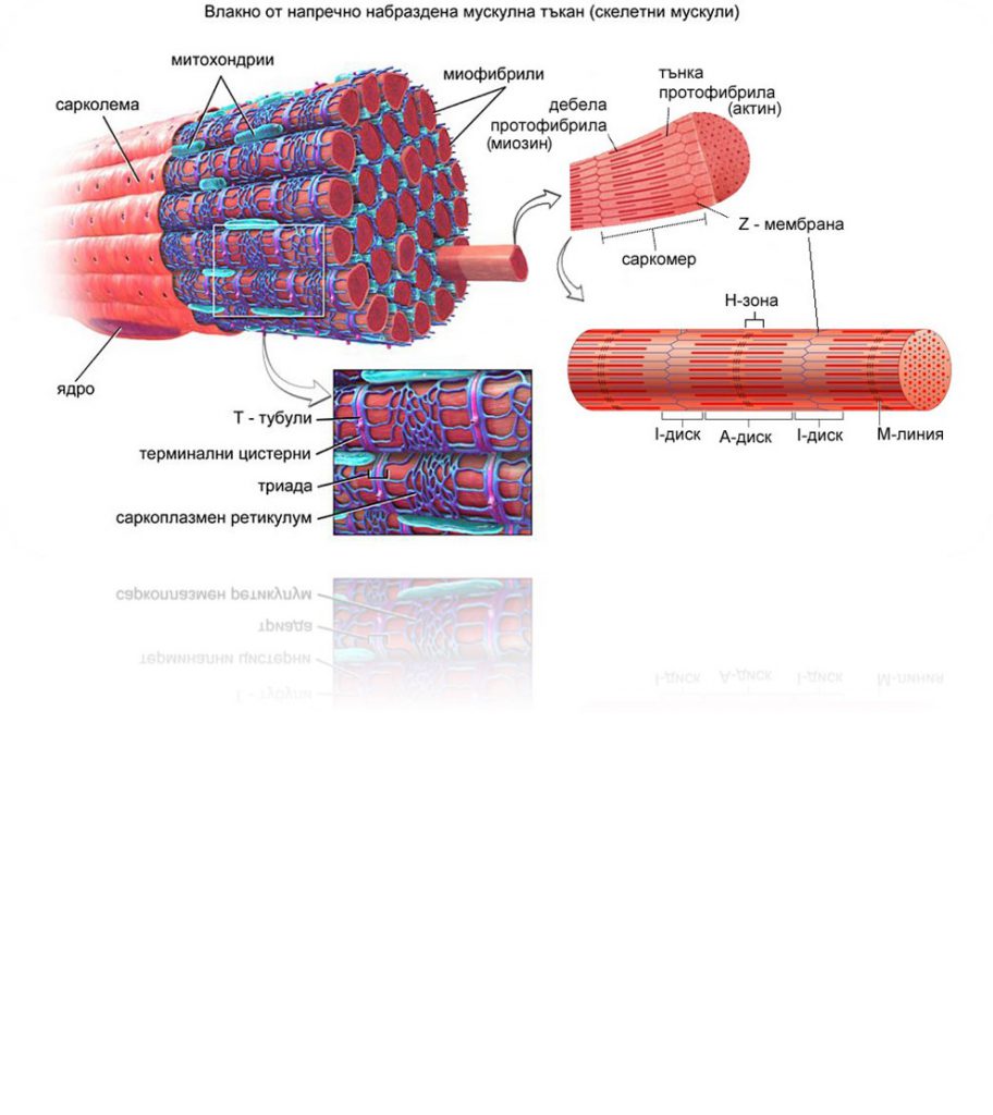 Тъкани в човешкото тяло by Grozdenka Stankova- Vlahova - Ourboox.com