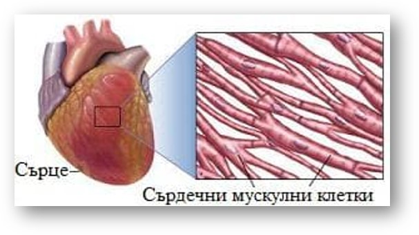 Тъкани в човешкото тяло by Grozdenka Stankova- Vlahova - Ourboox.com