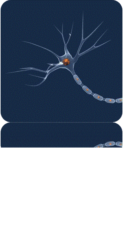 Тъкани в човешкото тяло by Grozdenka Stankova- Vlahova - Ourboox.com