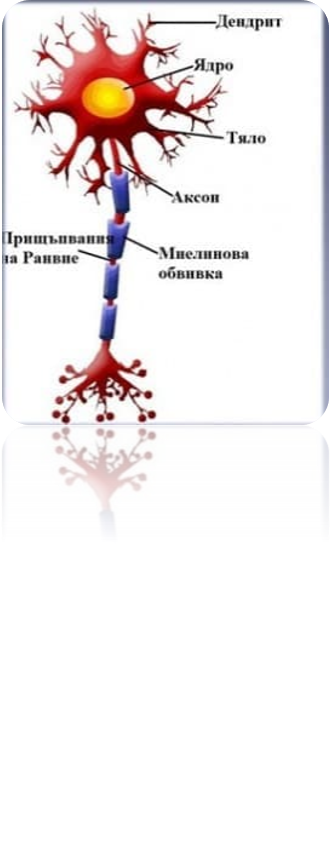 Тъкани в човешкото тяло by Grozdenka Stankova- Vlahova - Ourboox.com