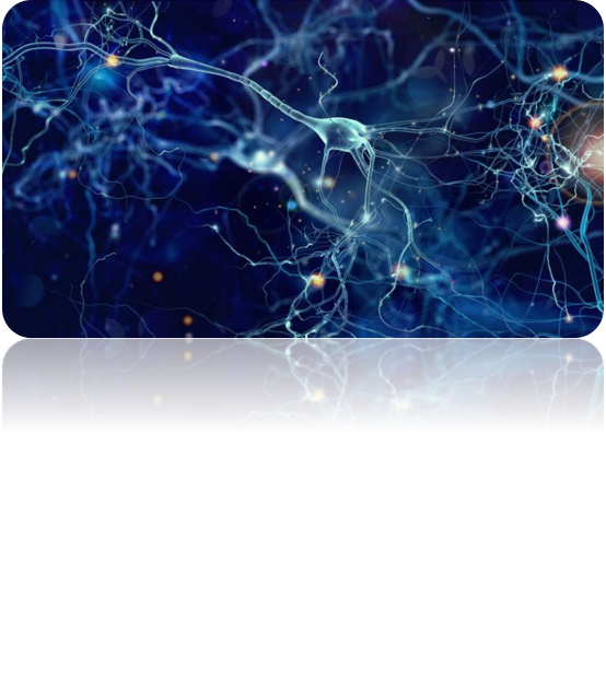 Тъкани в човешкото тяло by Grozdenka Stankova- Vlahova - Ourboox.com