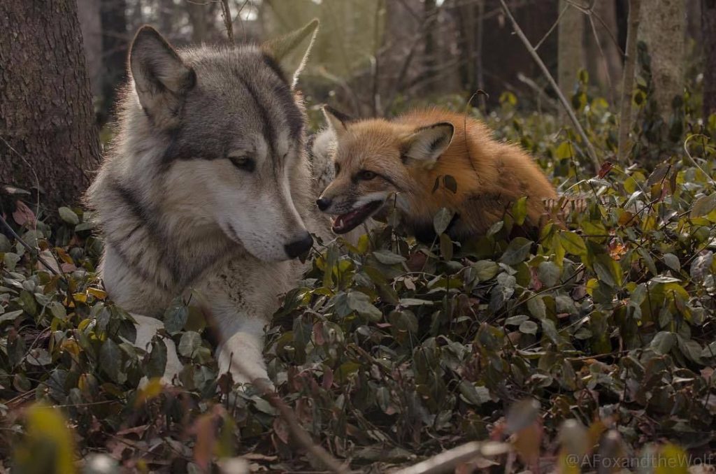 The cat and the Fox by Meriyem Öztorun - Illustrated by Meriyem - Ourboox.com