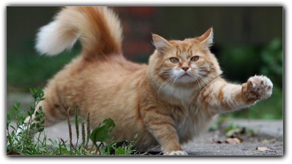 Все про тварин by Irina - Illustrated by Ірина Сєнчіна - Ourboox.com