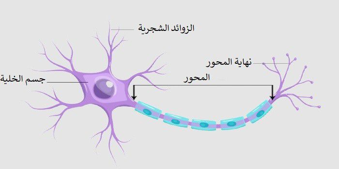 الاتصال و الجهاز العصبي by alaa batash - Illustrated by ارجوان بطاش - Ourboox.com