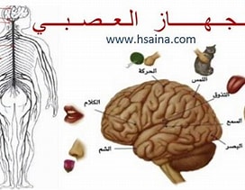 الاتصال و الجهاز العصبي by dareen salman - Ourboox.com