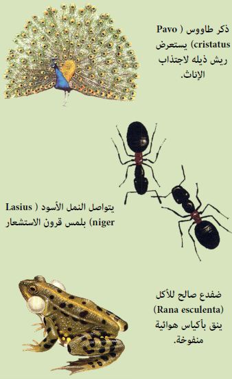 صورةتوضح كيف يتواصل كل من