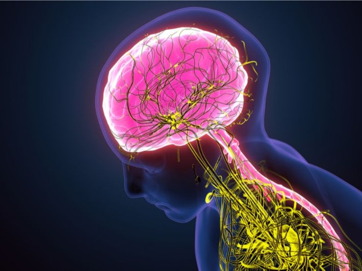 الاتصال والجهاز العصبي by Zeina Dabash - Ourboox.com