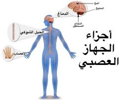 الاتصال والجهاز العصبي by Zeina Dabash - Ourboox.com