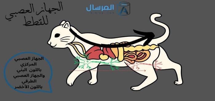 الاتصال و الجهاز العصبي by alaa batash - Illustrated by ارجوان بطاش - Ourboox.com