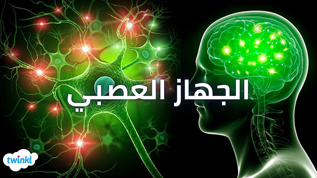 الاتصال والجهاز العصبي by reem ramadan - Illustrated by walid fakeh 2025 - Ourboox.com