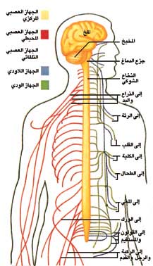 الاتصال والجهاز العصبي by reem ramadan - Illustrated by walid fakeh 2025 - Ourboox.com