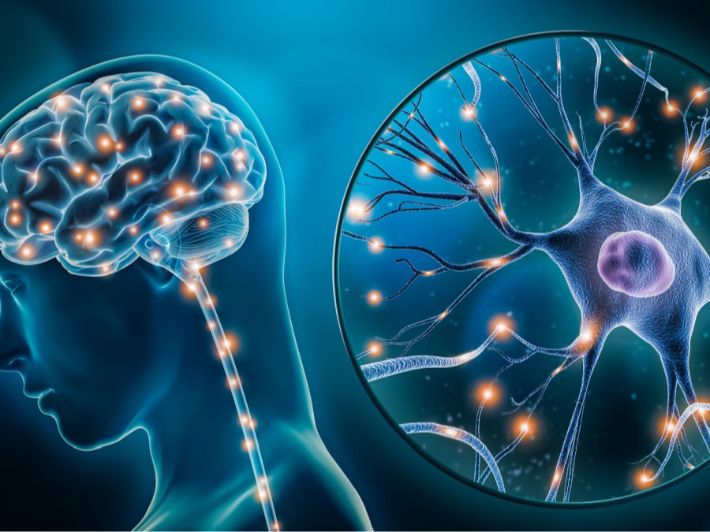 الاتصال والجهاز العصبي by salma jaber - Ourboox.com