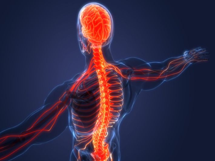 الاتصال والجهاز العصبي by salma jaber - Ourboox.com