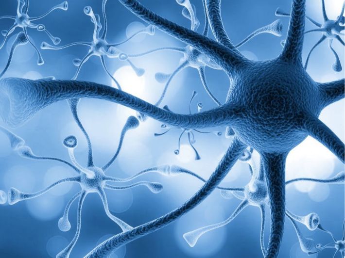 الاتصال والجهاز العصبي by salma jaber - Ourboox.com