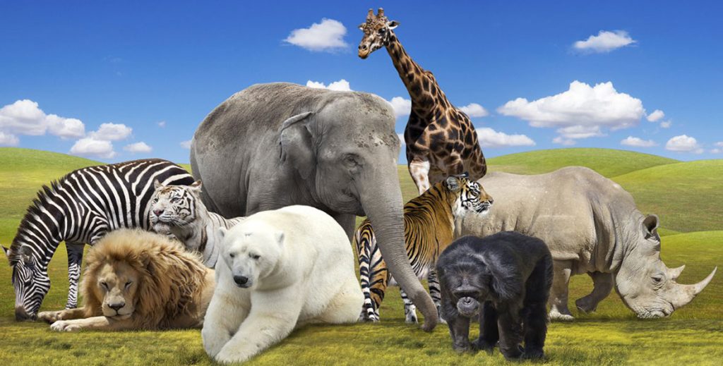 الاتصال والجهاز العصبي by salma jaber - Ourboox.com