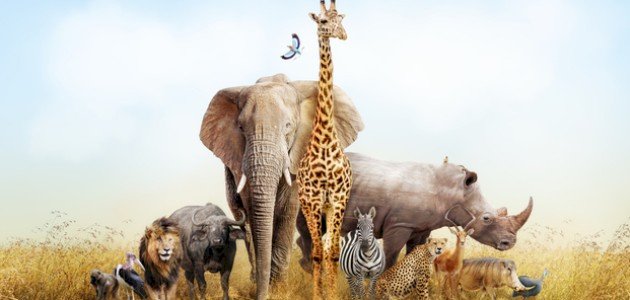 الاتصال والجهاز العصبي by salma jaber - Ourboox.com