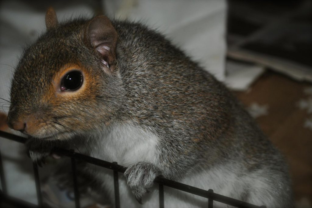 The Little Squirrel Who Needed Help by Meg McHugh - Ourboox.com